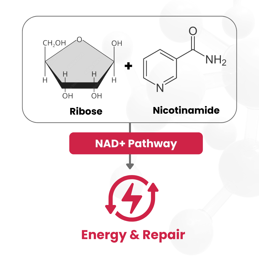 RiaGev®-SR Sustained NAD+ Renewal